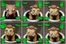 Pick the animal looking at the shape that matches the shape it's standing on