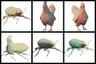 Select the animal with the wrong head