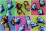 Pick the image where all animals are walking in the same direction as the arrow